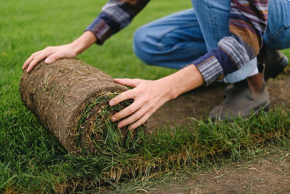 Instalación de césped natural en rollos en jardín