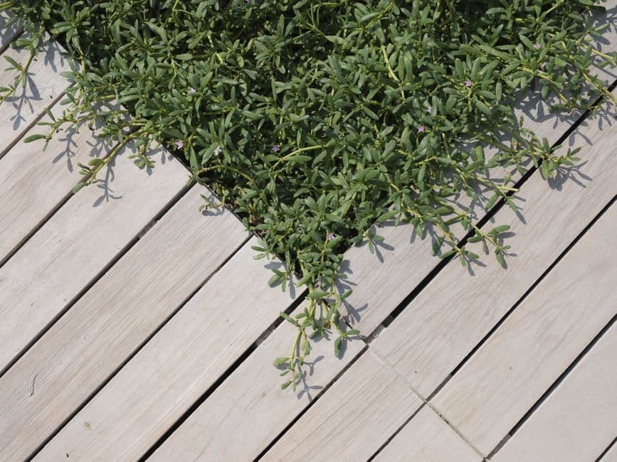 Tarima de madera teca en terraza exterior recién instalada, con vetas naturales y acabado sin barniz